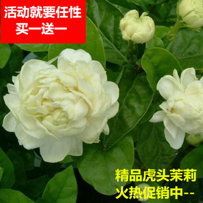 三叶轮生多重瓣虎头茉莉花盆栽植物花卉室内阳台庭院浓香大花朵