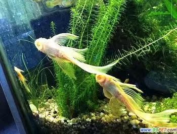 觀賞魚 活體 紅眼大帆天使魚 大帆胡子魚 異性除澡高手在類目 寵物/寵物食品及用品, 水族世界, 魚中 - 來自Buy2taobao.com提供專業的淘寶代購服務