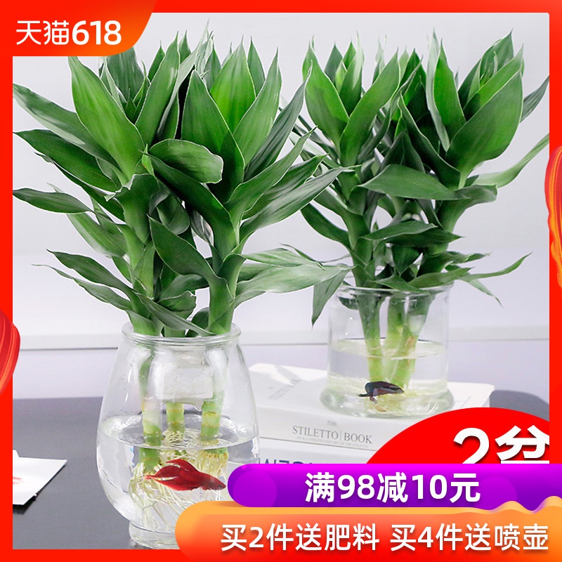 富貴竹大葉觀音竹轉運竹辦公室客廳觀花水培植物花卉盆栽淨化空氣在類目 鮮花速遞/花卉仿真/綠植園藝, 花卉/綠植盆栽(新), 綠植中 - 來自Buy2taobao.com提供專業的淘寶代購服務