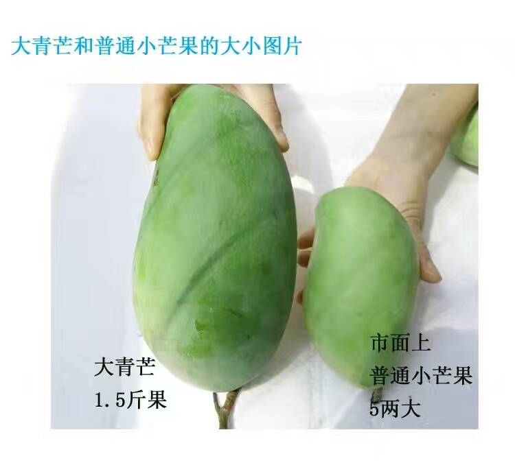 大青芒8斤装包邮非玉芒非贵妃芒非小台芒非象牙芒现摘现发大芒果|ruв категории водной мясо/свежие фрукты и овощи/еда, свежие фрукты, манго - от Buy2taobao.com для оказания профессиональной услуги покупки агента Taobao