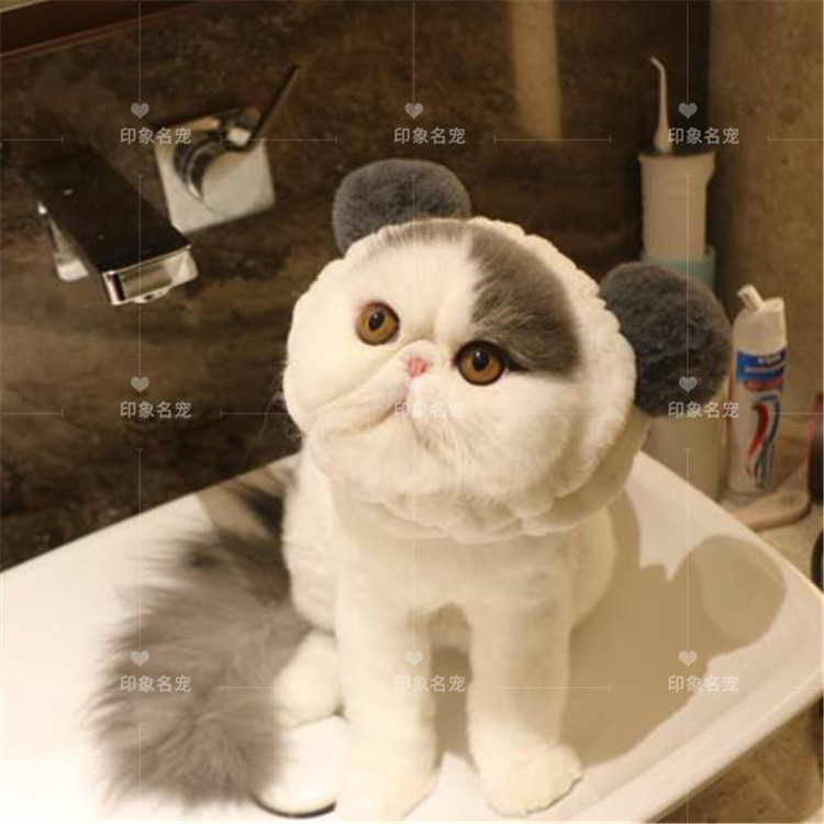 加菲猫活体三花加菲猫异国短毛猫宠物猫咪幼仔波斯猫在类目 宠物/宠物食品及用品, 猫咪中 - 来自Buy2taobao.com提供专业的淘宝代购服务