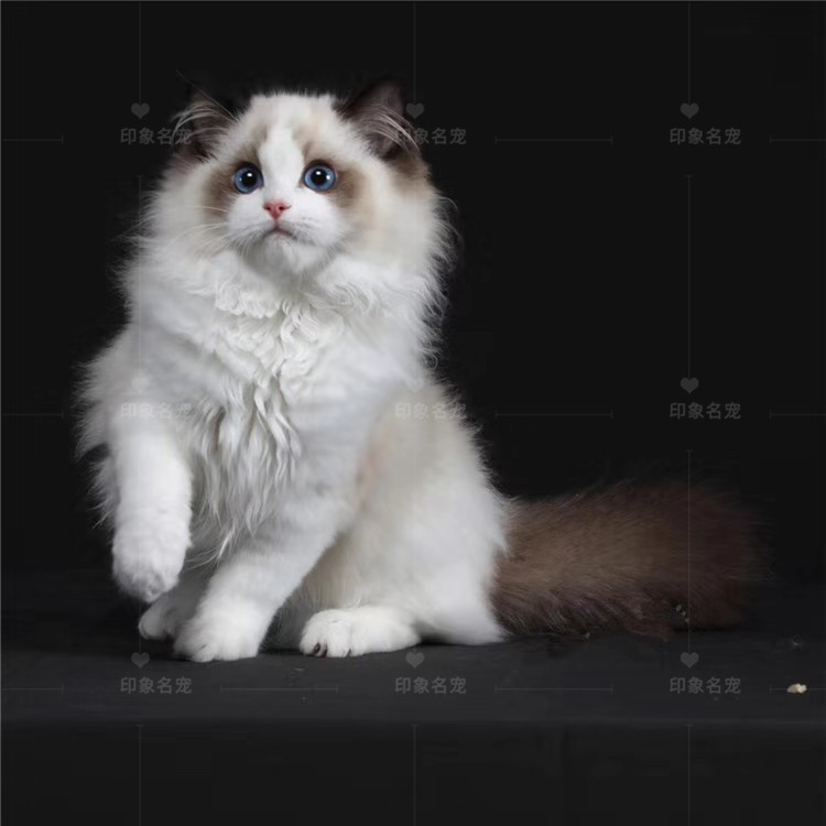 布偶猫双血统活体幼猫纯种宠物猫仙女猫布偶猫蓝眼睛长毛猫|msdalam kategori haiwan peliharaan/makanan haiwan dan bekalan, Kitty - dari Buy2taobao.com untuk memberikan perkhidmatan ejen Taobao profesional membeli