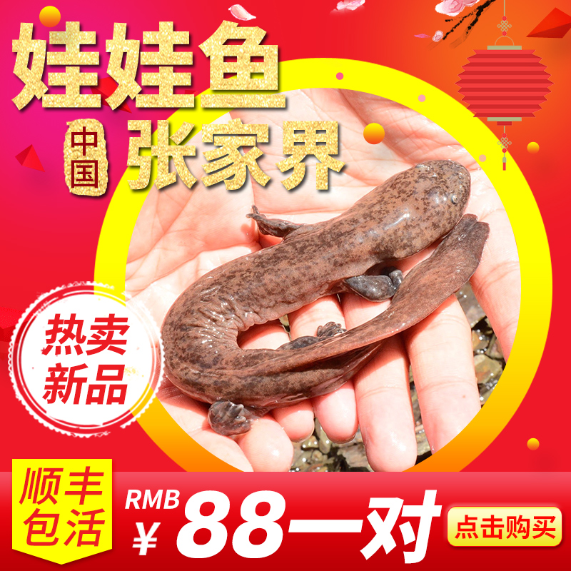 娃娃鱼苗15cm一对 鲜活体 水产生鲜 张家界大鲵 淡水好养在类目 水产肉类/新鲜蔬果/熟食, 海鲜/水产品/制品, 淡水鱼类中 - 来自Buy2taobao.com提供专业的淘宝代购服务