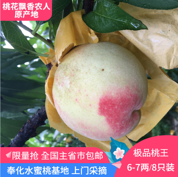 宁波奉化水蜜桃湖景玉露蜜露大桃子孕妇产地直销非阳山龙泉北京桃|msdalam kategori daging perikanan/Buah-buahan segar dan sayur-sayuran/dimasak, buah-buahan segar, Peach - dari Buy2taobao.com untuk memberikan perkhidmatan ejen Taobao profesional membeli