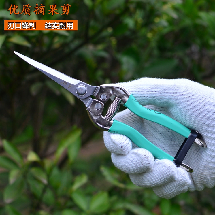 household scissors Picking shears scissors Loquat Cherry Bayberry grape Fruits and vegetables scissorsin the Flower delivery/Flowers simulation/Plants gardening , Gardening supplies , Gardening/Knife/Scissors/Saw (New) , Scissors category - from Buy2taobao.com to provide professional Taobao agent buy service