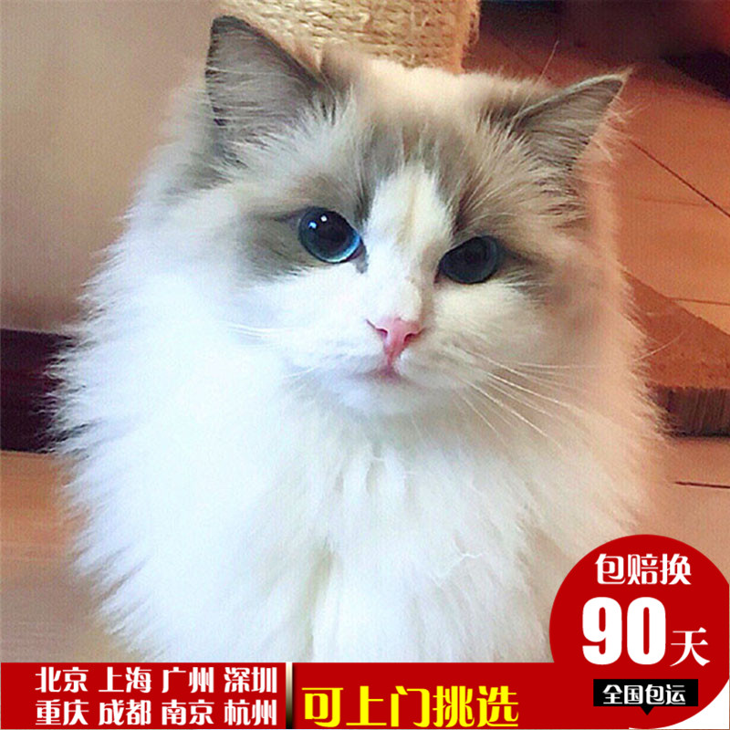 布偶猫宠物猫活物缅因猫英短蓝白猫活体加菲猫折耳猫起司幼猫活体|ruв категории животное/Животное питание и принадлежностей, кошка - от Buy2taobao.com для оказания профессиональной услуги покупки агента Taobao