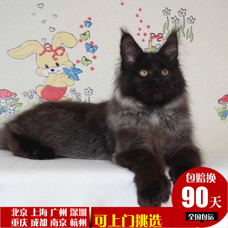大型缅因猫活体活物宠物猫咪巨型挪威森林猫咪幼猫长毛布偶猫活体|ruв категории животное/Животное питание и принадлежностей, кошка - от Buy2taobao.com для оказания профессиональной услуги покупки агента Taobao
