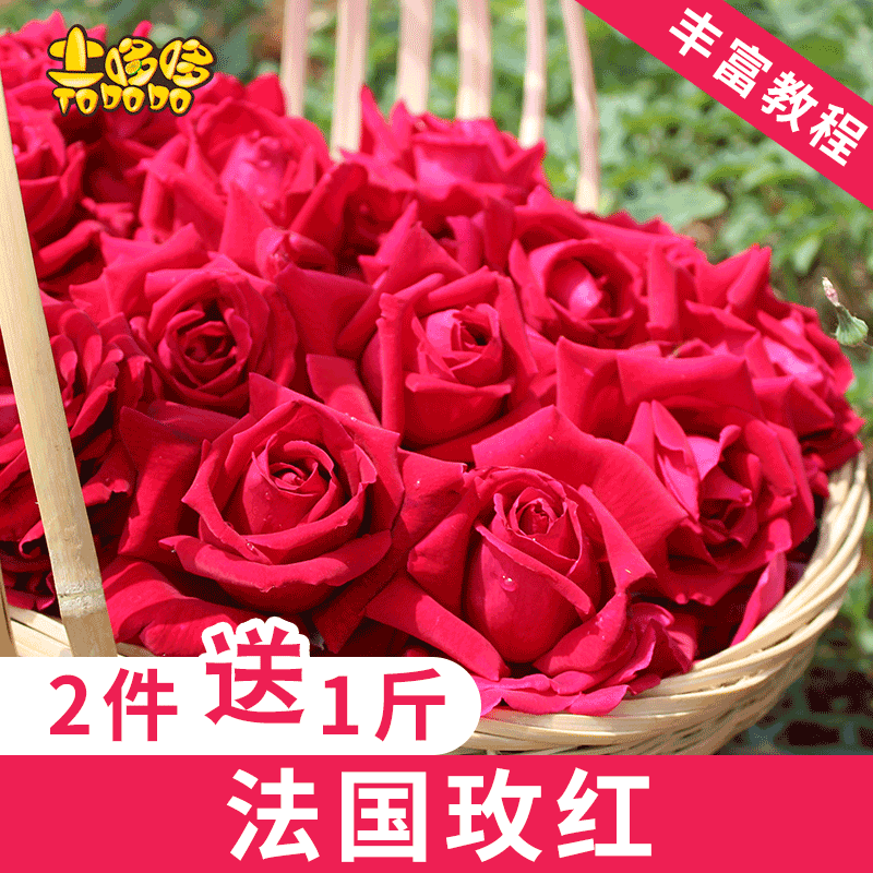 土哆哆云南食用玫瑰花新鲜现摘法国玫红墨红花苞可做酵素玫瑰酱在类目 水产肉类/新鲜蔬果/熟食, 新鲜蔬菜/蔬菜制品, 新鲜蔬菜, 其它中 - 来自Buy2taobao.com提供专业的淘宝代购服务