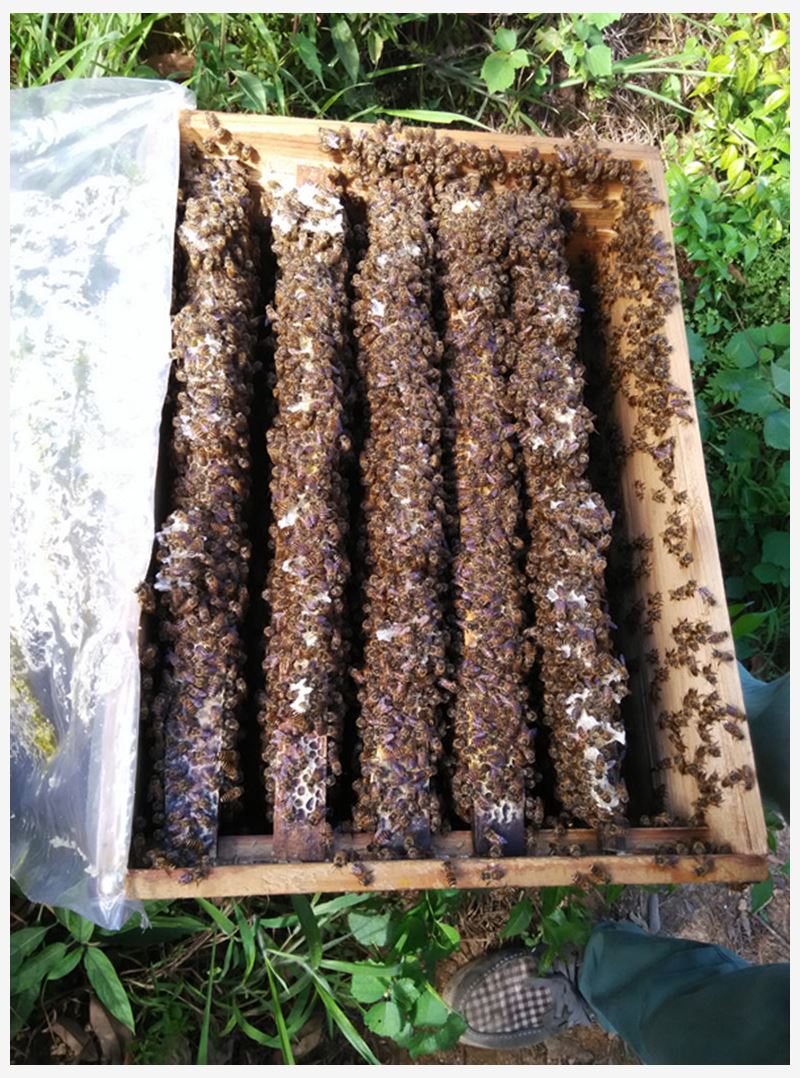 中蜂王种蜂王优质种良种高产蜜蜂活体新开产王产卵王双色高产王。|ruв категории животное/Животное питание и принадлежностей, других домашних животных, других домашних животных - от Buy2taobao.com для оказания профессиональной услуги покупки агента Taobao