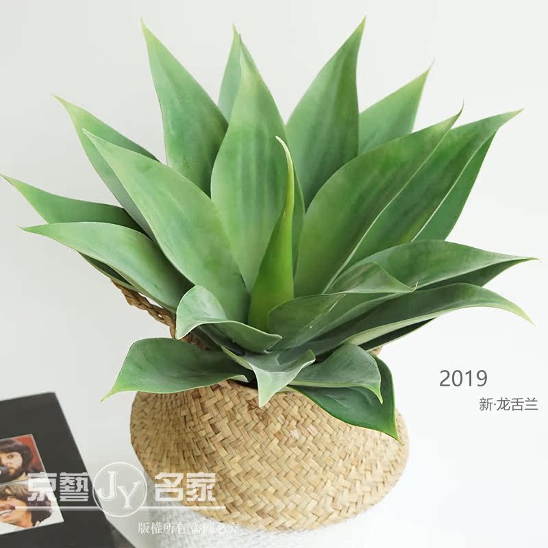 仿真芦荟假植物 龙舌兰仿真花热带绿植装饰摆件拍摄陈列道具在类目 家居饰品, 花瓶/花器/仿真花/仿真饰品, 仿真花/假花中 - 来自Buy2taobao.com提供专业的淘宝代购服务