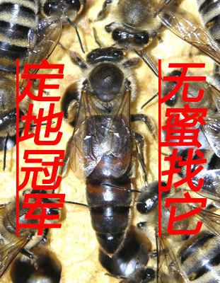 喀尔巴阡蜂王 双色王红环环王东北黑蜂交尾箱黑美意笼蜂处理中心在类目 宠物/宠物食品及用品, 其它宠物, 其它宠物中 - 来自Buy2taobao.com提供专业的淘宝代购服务