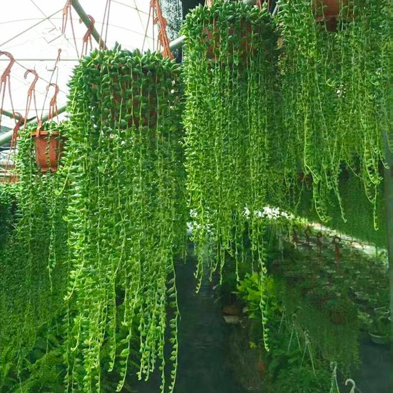 佛珠多肉盆栽室内阳台防辐射情人泪珍珠吊兰紫玄月肉肉爱之蔓吊兰在类目 五金/工具, 紧固件, 螺柱中 - 来自Buy2taobao.com提供专业的淘宝代购服务