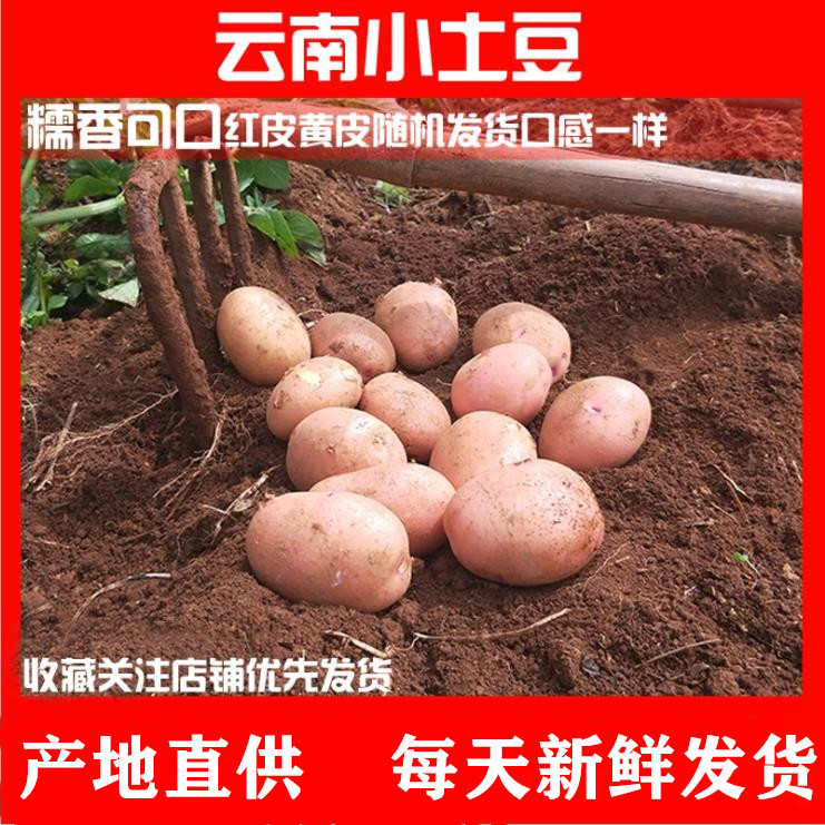 云南红皮小土豆新鲜带箱10斤马铃薯应季蔬菜红皮洋芋迷你黄心土豆在类目 水产肉类/新鲜蔬果/熟食, 新鲜蔬菜/蔬菜制品, 新鲜蔬菜, 土豆中 - 来自Buy2taobao.com提供专业的淘宝代购服务