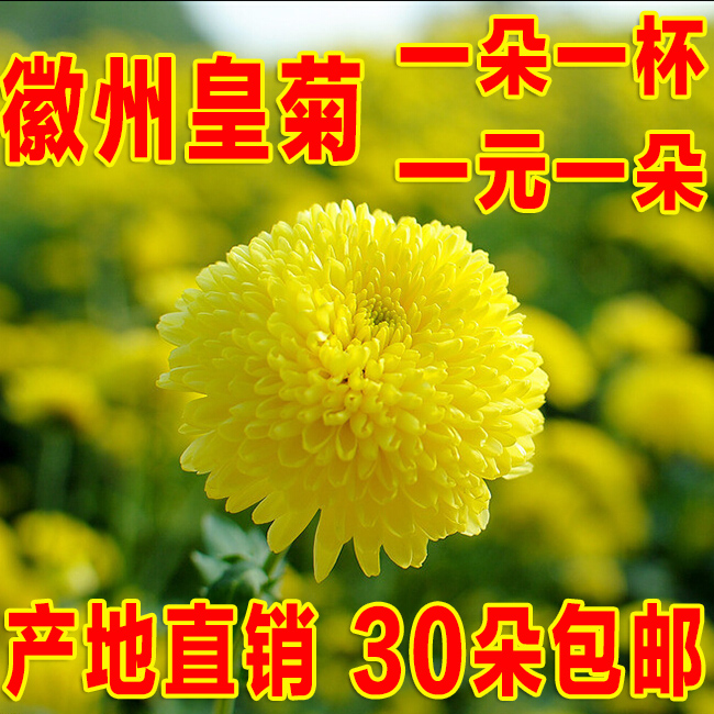 花草茶菊花茶叶黄菊花安徽黄山贡菊婺源晓起皇菊徽州皇菊一朵一杯在类目 茶, 代用/花草/水果/再加工茶, 代用/花草茶中 - 来自Buy2taobao.com提供专业的淘宝代购服务