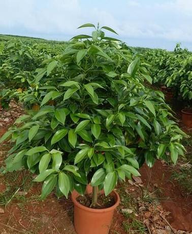 平安树 元宝树 幸福树 室内客厅大型盆景植物 观叶绿植盆栽花卉在类目 鲜花速递/花卉仿真/绿植园艺, 花卉/绿植盆栽(新), 大型绿植/成品组合盆栽中 - 来自Buy2taobao.com提供专业的淘宝代购服务