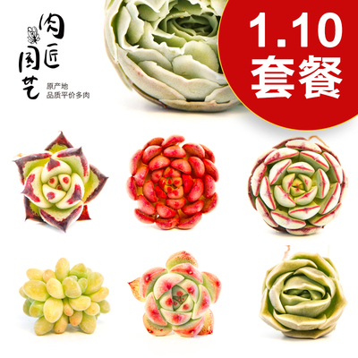 黑檀汁 多肉乌木 新手套餐肉肉植物多肉组合绿植盆栽花卉肉匠园艺