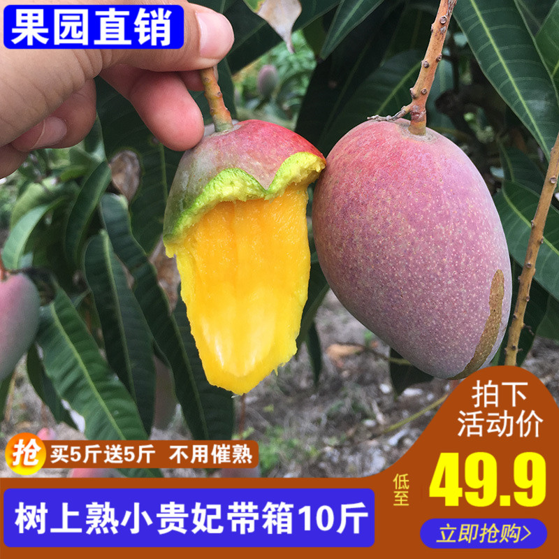 (直播优选)海南贵妃芒果 当季水果现摘树上熟小红金龙带箱10斤|msdalam kategori daging perikanan/Buah-buahan segar dan sayur-sayuran/dimasak, buah-buahan segar, lain - dari Buy2taobao.com untuk memberikan perkhidmatan ejen Taobao profesional membeli