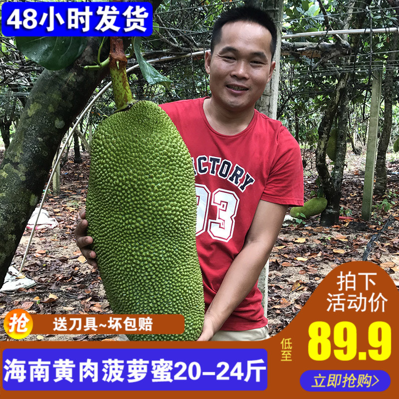 促销海南新鲜水果菠萝蜜净含量20-24斤当季非红心肉波罗蜜包邮|msdalam kategori daging perikanan/Buah-buahan segar dan sayur-sayuran/dimasak, buah-buahan segar, lain - dari Buy2taobao.com untuk memberikan perkhidmatan ejen Taobao profesional membeli