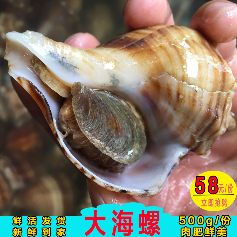 鲜活大海螺当天海螺肉新鲜生猛海鲜螺贝螺水产贝壳类广州闪送在类目 水产肉类/新鲜蔬果/熟食, 海鲜/水产品/制品, 贝类, 贝类制品中 - 来自Buy2taobao.com提供专业的淘宝代购服务