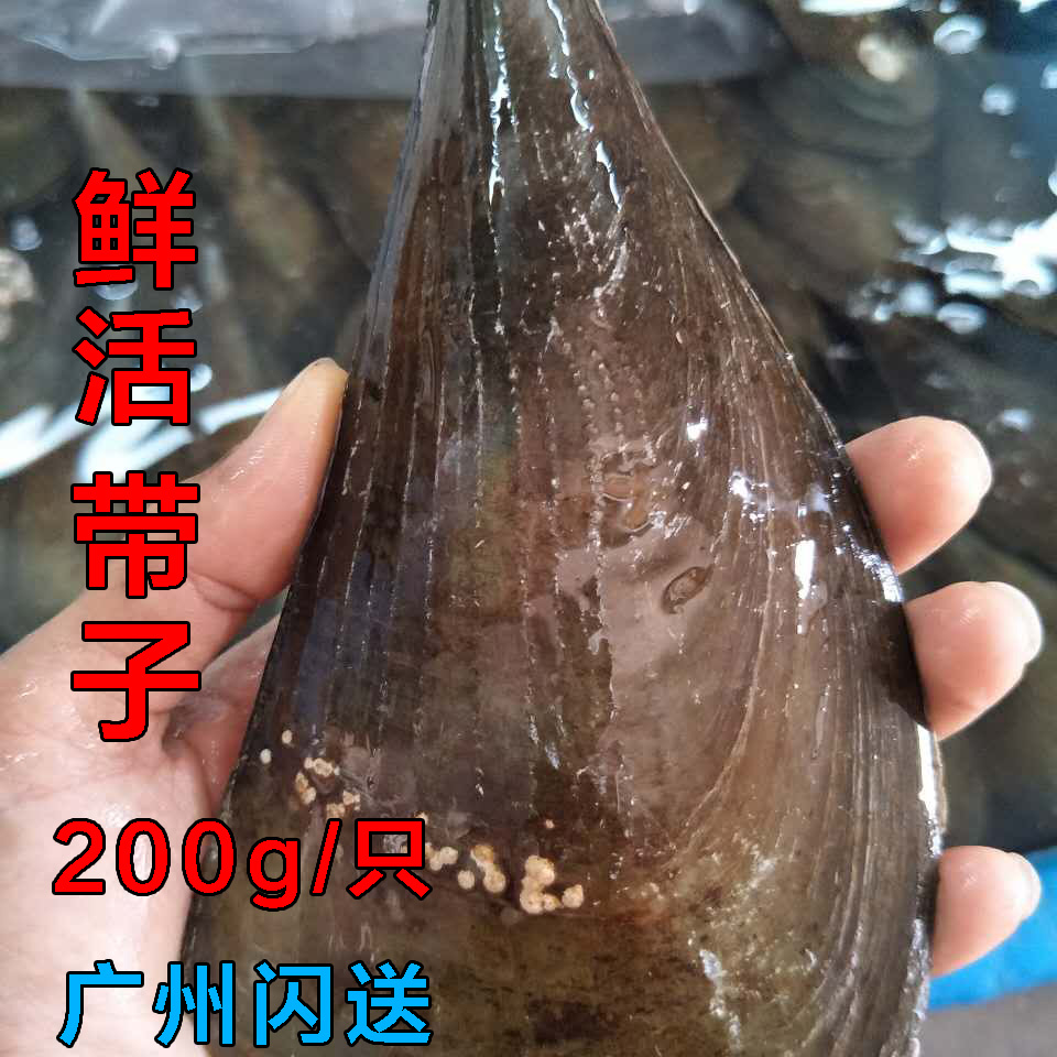 海鲜鲜活带子鲜带子鲜贝类带子带子鲜贝干贝海产带子烧烤15/只在类目 水产肉类/新鲜蔬果/熟食, 海鲜/水产品/制品, 贝类, 贝类制品中 - 来自Buy2taobao.com提供专业的淘宝代购服务