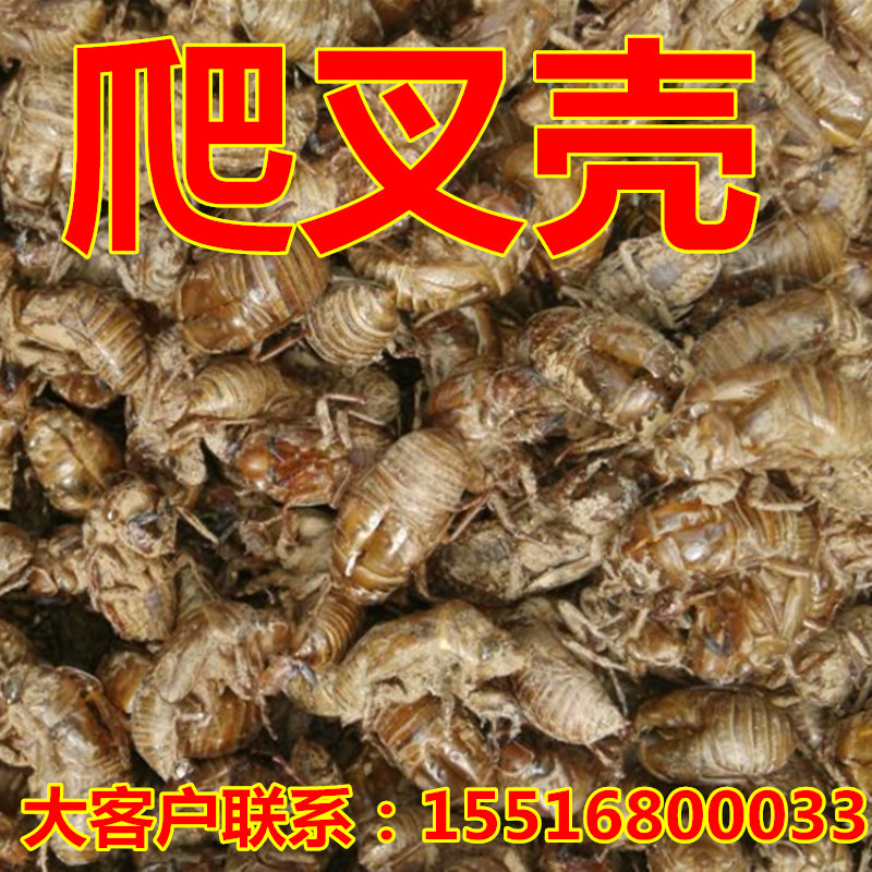 有货野生爬叉皮 蝉退 蝉衣 虫蜕 蝉壳知了猴皮100克中药材 包邮|msdalam kategori makanan berkhasiat tradisional, Ubat-ubatan dan makanan yang boleh dimakan, Lain Perubatan dan Makanan yang boleh dimakan - dari Buy2taobao.com untuk memberikan perkhidmatan ejen Taobao profesional membeli