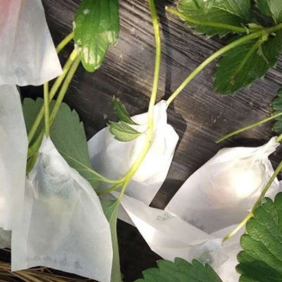 水果套袋纸袋上果树网包葡萄桃子袋子塑料苹果袋防鸟泡沫防水樱桃在类目 鲜花速递/花卉仿真/绿植园艺, 园艺用品, 其它园艺用品中 - 来自Buy2taobao.com提供专业的淘宝代购服务