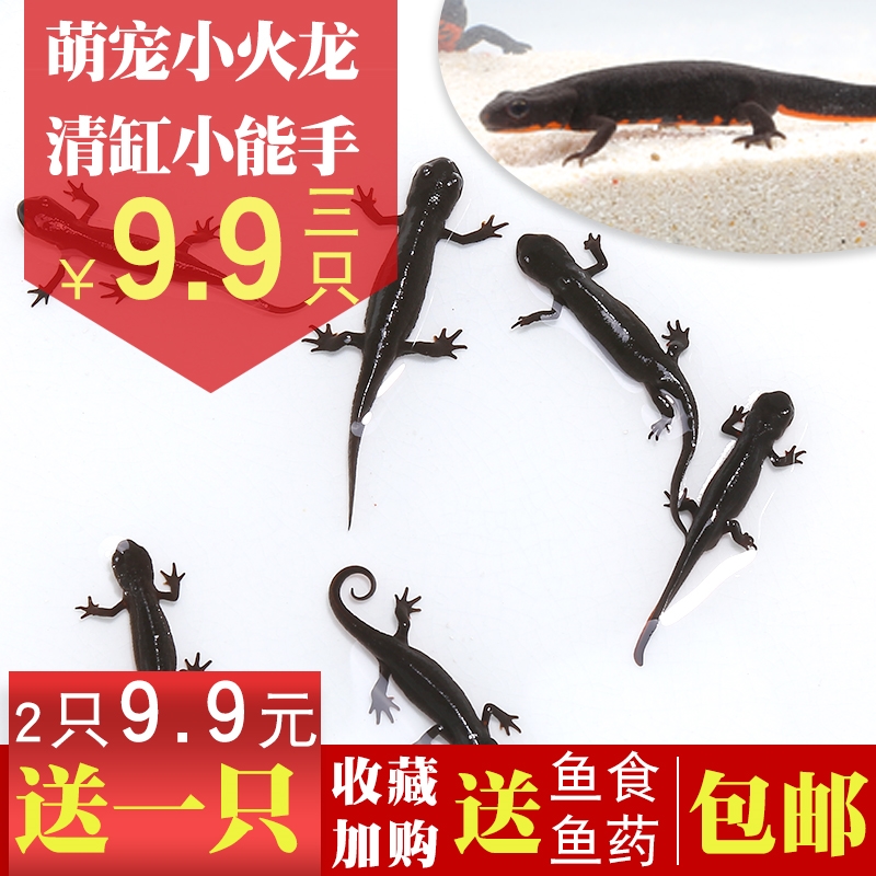 清缸吃便的鱼小火龙鱼活体鱼冷水鱼清道夫蝾螈娃娃鱼鱼缸清洁鱼在类目 宠物/宠物食品及用品, 水族世界, 鱼中 - 来自Buy2taobao.com提供专业的淘宝代购服务