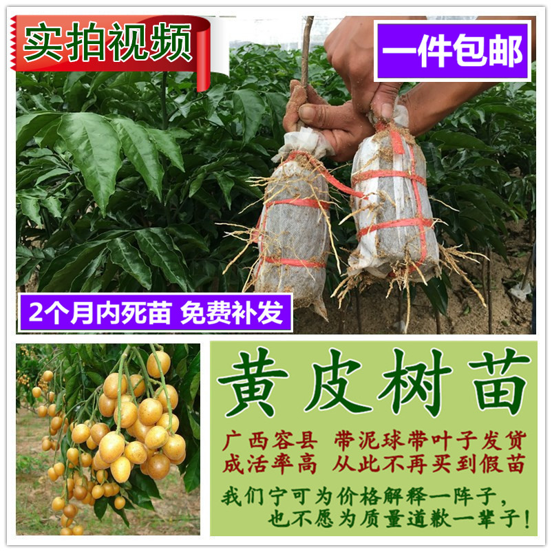 黄皮树苗包邮 广西容县发货 正宗嫁接鸡心黄皮 无核黄皮果树苗在类目 鲜花速递/花卉仿真/绿植园艺, 花园植物/行道树/果树, 果树中 - 来自Buy2taobao.com提供专业的淘宝代购服务