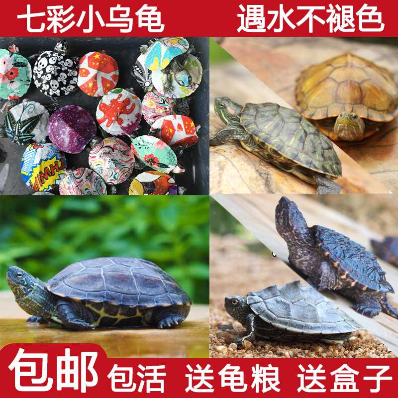 网红小乌龟活体宠物龟巴西炫彩七彩色中华草龟苗地图彩龟鳄龟|ruв категории животное/Животное питание и принадлежностей, аквариум мира, черепаха/черепаха - от Buy2taobao.com для оказания профессиональной услуги покупки агента Taobao