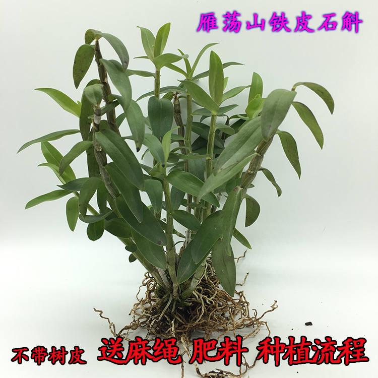 Yueqing wild Dendrobium officinale 2 Potted plant Good-looking Dendrobium Fresh. Watch bonsai Green plant flowers and plantsin the Traditional nourishing food , Dendrobium/Fengdou category - from Buy2taobao.com to provide professional Taobao agent buy service