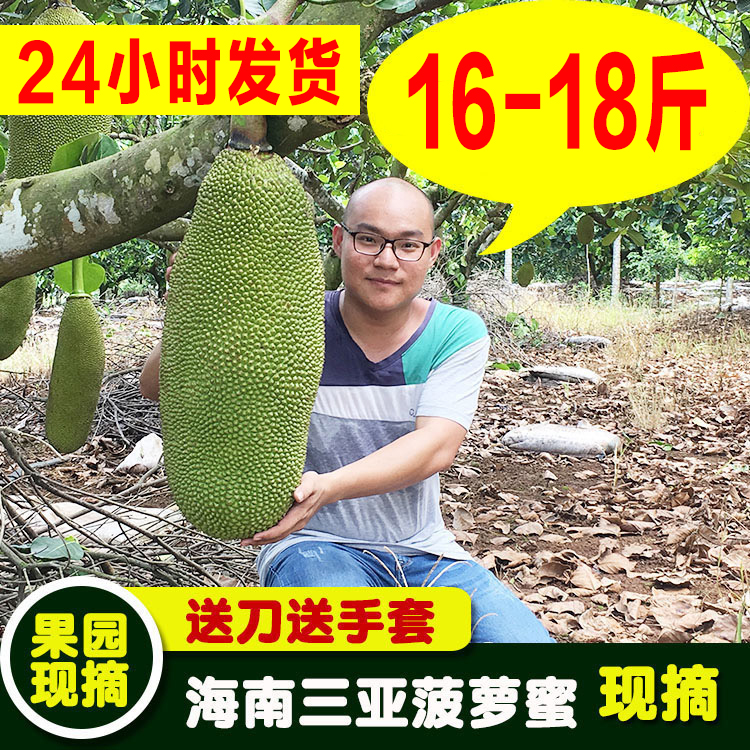 16-18斤海南三亚黄肉菠萝蜜新鲜水果 果园现摘整个波罗蜜多省包邮|ruв категории водной мясо/свежие фрукты и овощи/еда, свежие фрукты, другие - от Buy2taobao.com для оказания профессиональной услуги покупки агента Taobao