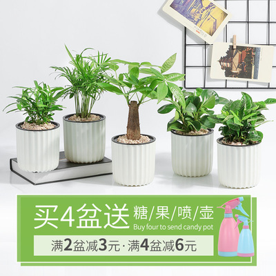 发财树花卉盆栽绿萝吊兰办公室内盆栽栀子花富贵竹虎皮兰水培植物