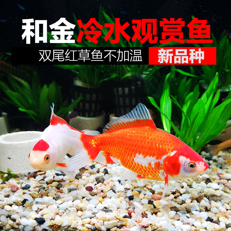 Ornamental fish Coldwater living thing Goldfish Red and white Kim Novice Practiced hand Fengshuiin the Pet/Pet food and supplies , Aqua World , Fish category - from Buy2taobao.com to provide professional Taobao agent buy service