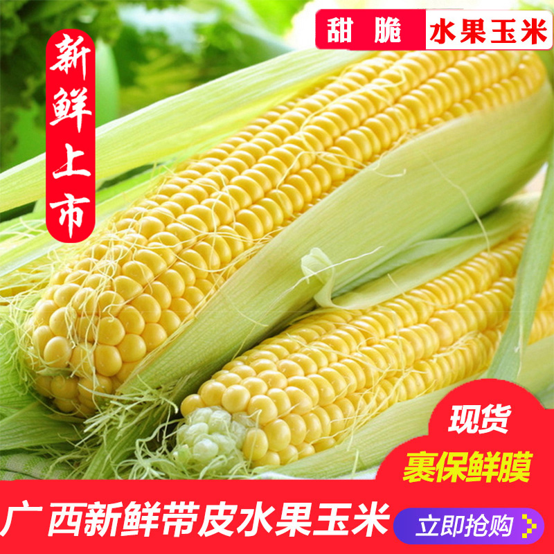广西水果玉米甜玉米5斤装 即食生吃 新鲜采摘 玉米棒包谷特产在类目 水产肉类/新鲜蔬果/熟食, 新鲜蔬菜/蔬菜制品, 新鲜蔬菜, 新鲜玉米中 - 来自Buy2taobao.com提供专业的淘宝代购服务