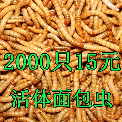 面包虫小号养殖盒鲜活小面包虫小号面包虫活体小虫活体活虫|msdalam kategori haiwan peliharaan/makanan haiwan dan bekalan, Reptilia/Serangga dan bekalan Ming, Reptilia/Serangga makanan Ming - dari Buy2taobao.com untuk memberikan perkhidmatan ejen Taobao profesional membeli