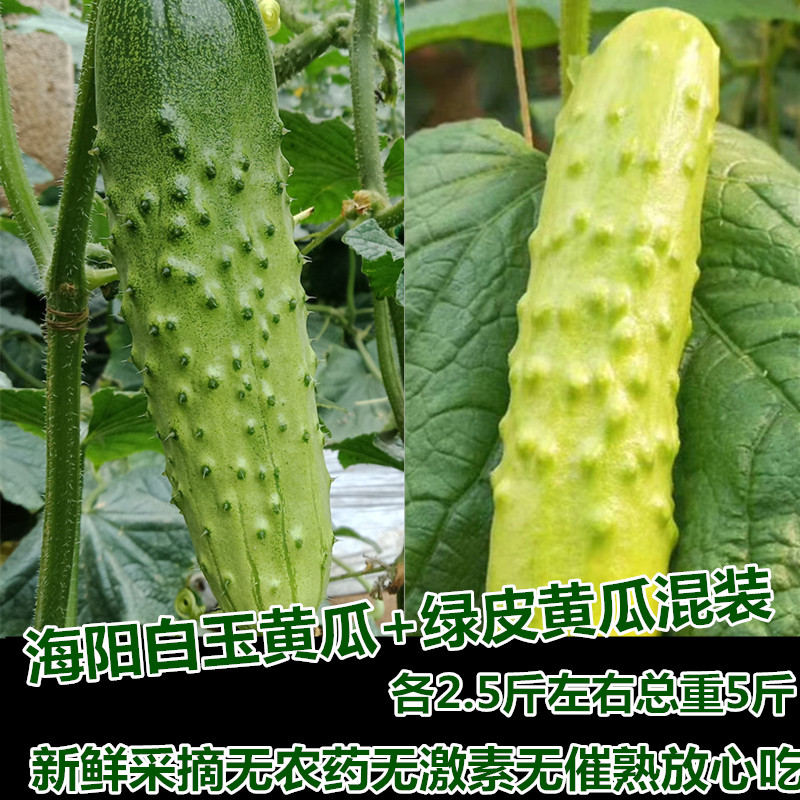 Haiyang White jade cucumber The Green Paper cucumber Mixed pack 5 pounds fresh Fruits and vegetables Cucumber cucumber Vegetable cucumberin the Aquatic meat/Fresh fruits and vegetables/Cooked , Fresh vegetables/Vegetable products , Fresh vegetables , Other category - from Buy2taobao.com to provide professional Taobao agent buy service