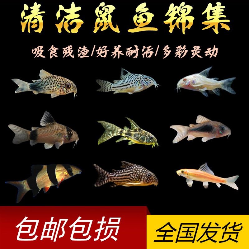 观赏鱼不打氧易活小型宠物活物水生可爱冷水鱼不加温好看温带淡水|ruв категории животное/Животное питание и принадлежностей, аквариум мира, рыба - от Buy2taobao.com для оказания профессиональной услуги покупки агента Taobao