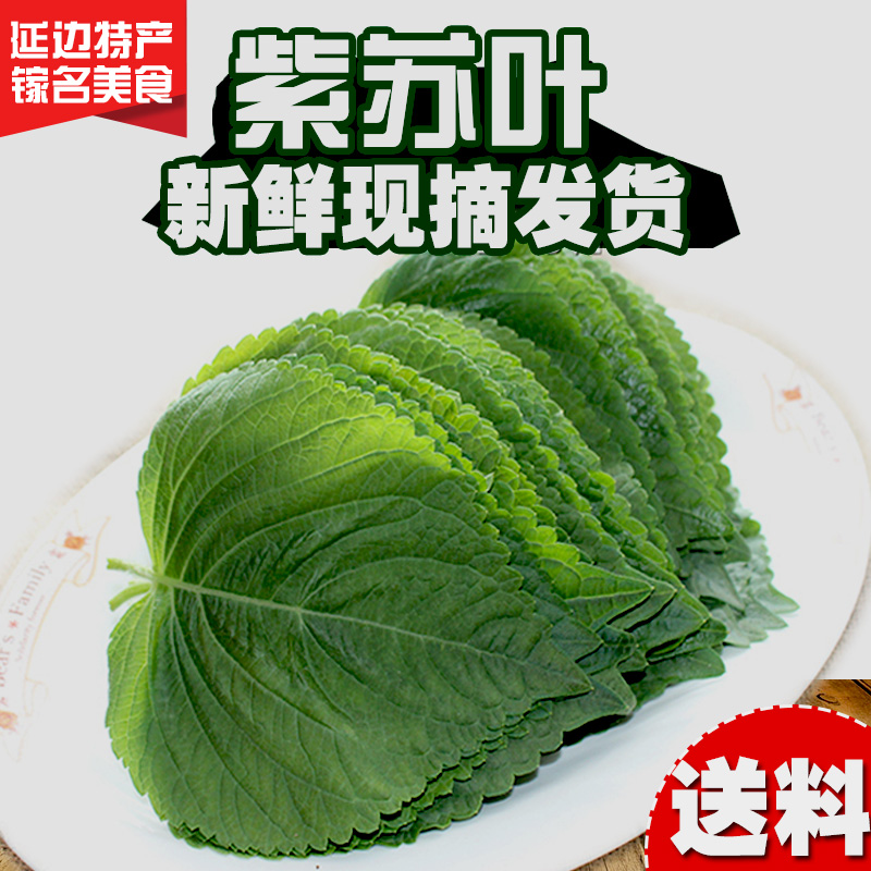 2份包邮东北延边新鲜苏子叶韩国烤肉叶东北包饭叶紫苏叶100片左右|msdalam kategori daging perikanan/Buah-buahan segar dan sayur-sayuran/dimasak, sayur-sayuran segar/Vegetable Products, sayur-sayuran segar, lain - dari Buy2taobao.com untuk memberikan perkhidmatan ejen Taobao profesional membeli