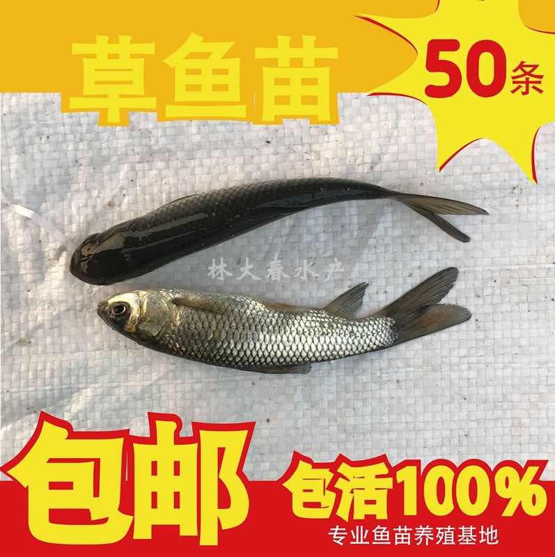 草鱼苗 鲩鱼苗 草鱼苗 四大家鱼苗 淡水鱼苗 鱼苗|msdalam kategori peralatan pejabat/Supplies/Perkhidmatan yang berkaitan, Packaging Equipment/Tanda-tanda dan bekalan, beg Parcel/beg - dari Buy2taobao.com untuk memberikan perkhidmatan ejen Taobao profesional membeli