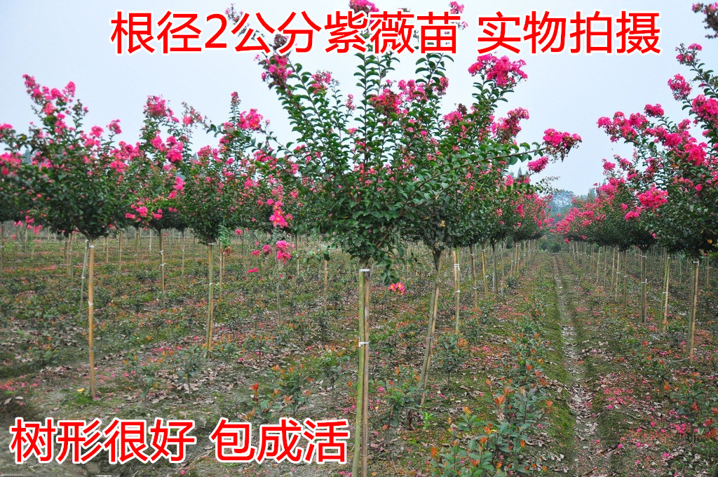 庭院景观苗紫薇花树苗百日红紫薇树红火箭紫薇苗红火球紫薇花盆栽|msdalam kategori penghantaran bunga/bunga simulasi/tumbuhan berkebun, bunga/Tumbuh-tumbuhan tumbuh-tumbuhan pasu (baru), bunga - dari Buy2taobao.com untuk memberikan perkhidmatan ejen Taobao profesional membeli