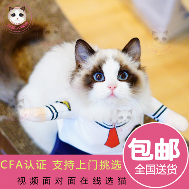 梵娅宠物猫活体海双布偶猫幼猫纯种仙女猫火焰布偶猫幼猫缅因猫|msdalam kategori haiwan peliharaan/makanan haiwan dan bekalan, Kitty - dari Buy2taobao.com untuk memberikan perkhidmatan ejen Taobao profesional membeli