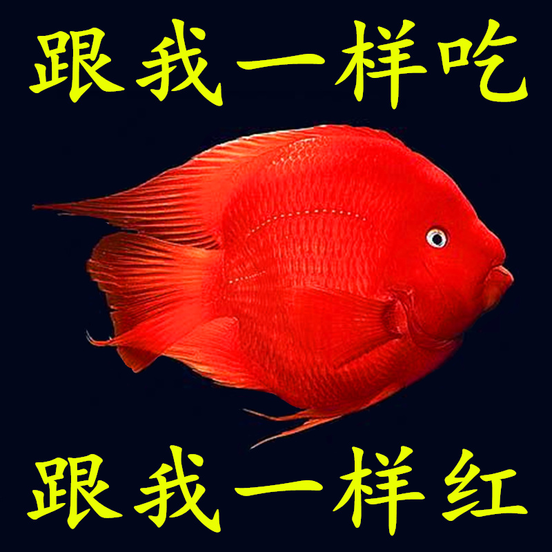 红立方血鹦鹉鱼饲料鹦鹉鱼粮发财地图热带鱼招财增红增色鱼食正品在类目 宠物/宠物食品及用品, 水族世界, 观赏鱼饲料中 - 来自Buy2taobao.com提供专业的淘宝代购服务