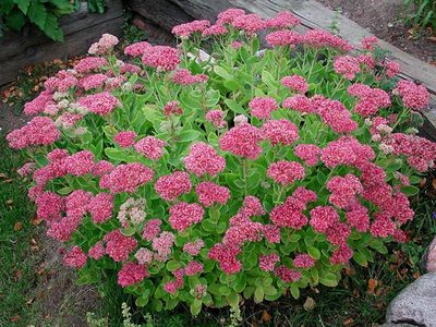 八宝景天根苗 盆栽观赏花境美化易种植多年生宿根花卉