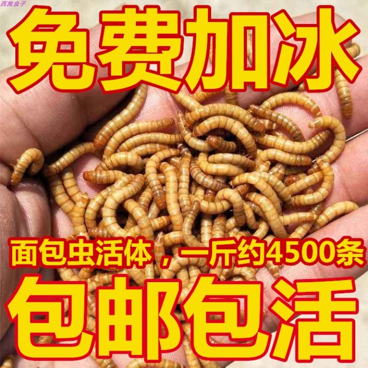 百灵鸟食仓鼠宠物零食种虫宠物粮食引种鲜活虫爬宠面包虫活虫卵|ruв категории животное/Животное питание и принадлежностей, рептилии/насекомых и принадлежностей, рептилии/насекомых питание - от Buy2taobao.com для оказания профессиональной услуги покупки агента Taobao