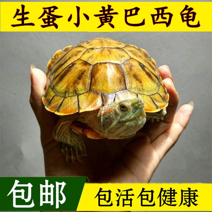 中華草龜巴西小烏龜活物 單只 小寵小烏龜長壽龜寵物墨龜金線龜在類目 寵物/寵物食品及用品, 水族世界, 龜/鱉中 - 來自Buy2taobao.com提供專業的淘寶代購服務