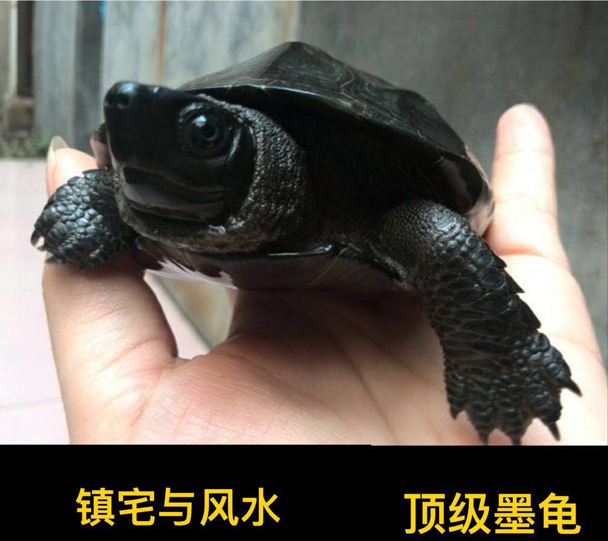 家養龜苗活物龜水龜情侶龜紅耳龜小寵物龜巴西龜觀賞小烏龜幼龜在類目 寵物/寵物食品及用品, 水族世界, 龜/鱉中 - 來自Buy2taobao.com提供專業的淘寶代購服務