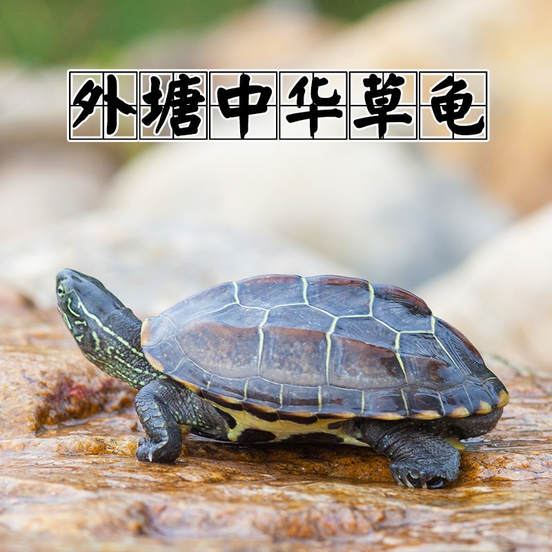 China Tortoise Little Turtle living thing Outside the pond Longevity turtle Pets Terrapins Gold turtle lovers Mexican turtle Tortoisein the Pet/Pet food and supplies , Aqua World , Turtle/Turtle category - from Buy2taobao.com to provide professional Taobao agent buy service