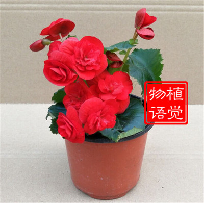 丽格海棠 盆栽花卉 玫瑰海棠 四季秋海棠花重瓣带花发货包邮