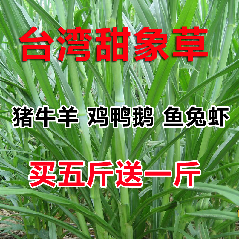 甜象草种子牧草种子南方北方多年生四季高产猪牛羊鸡鸭鹅鱼兔草籽在类目 鲜花速递/花卉仿真/绿植园艺, 花卉/蔬果/草坪种子(新), 家庭园艺种子中 - 来自Buy2taobao.com提供专业的淘宝代购服务
