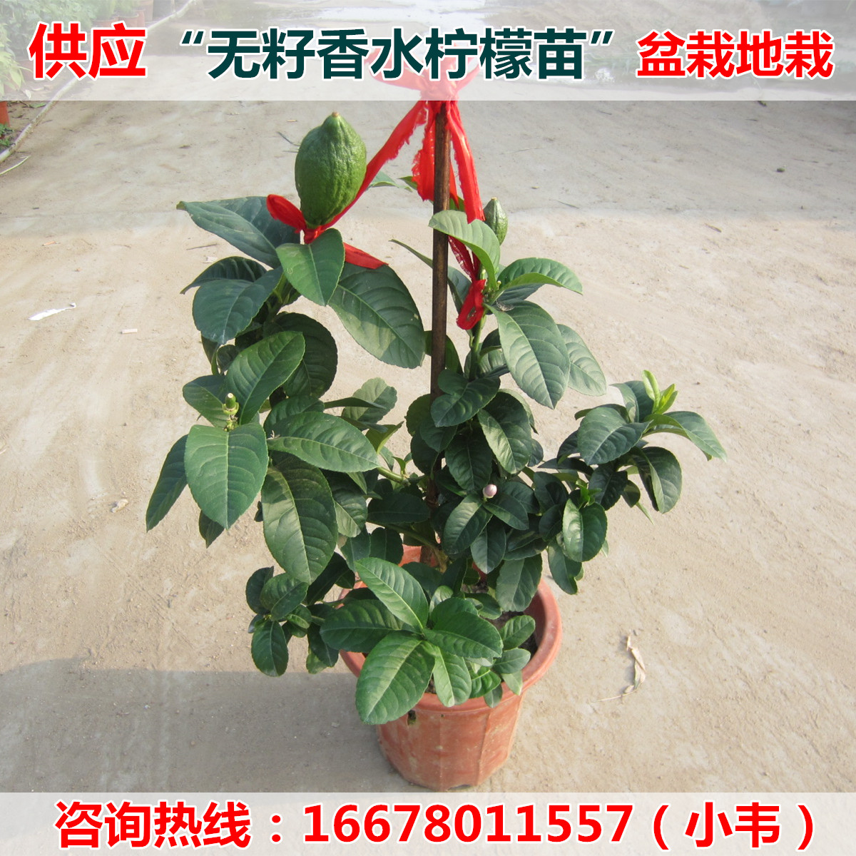 Four seasons Result Seedless Perfume lemon Sapling finger lemon Eureka lemon indoor balcony Potted plantin the Flower delivery/Flowers simulation/Plants gardening , Garden Plants/Trees/Fruit tree, Fruit tree category - from Buy2taobao.com to provide professional Taobao agent buy service